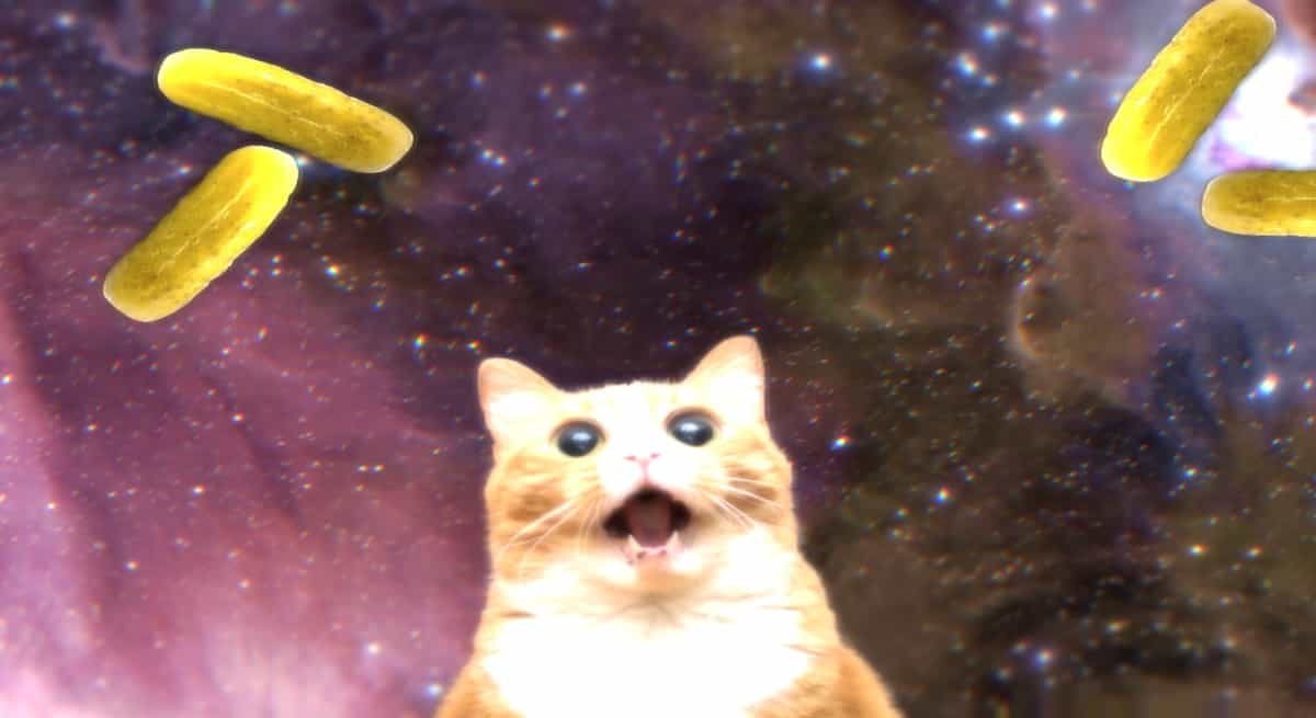 Pickle Cat